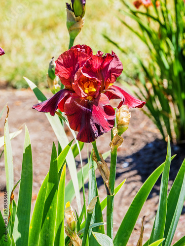 Fototapeta Naklejka Na Ścianę i Meble -  Iris