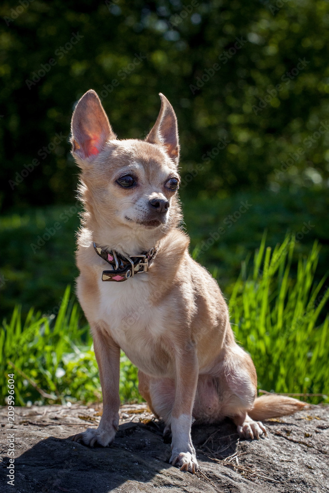 Chihuahua dog, 12 years old Chihuahua dog, 12 years old