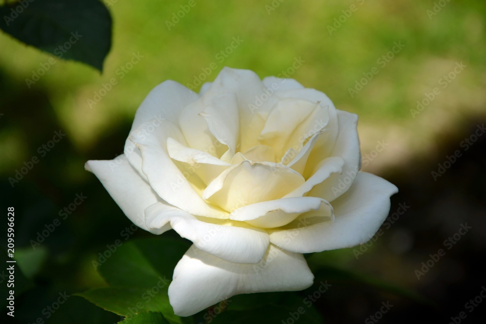 Delicate white rose in the garden close-up. Delicate white rose in the garden close-up.