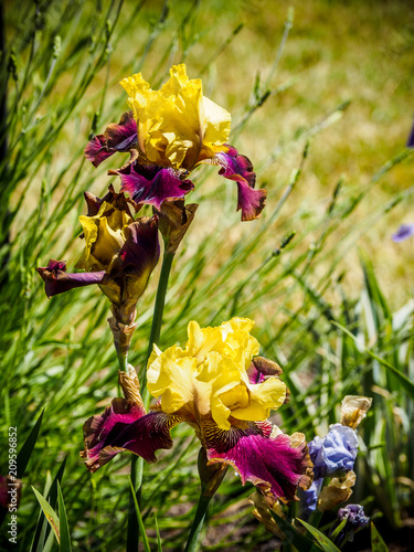Fototapeta Naklejka Na Ścianę i Meble -  Iris