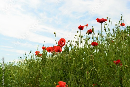 Fototapeta Naklejka Na Ścianę i Meble -  Red poppies in a green field
