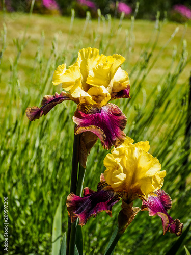 Fototapeta Naklejka Na Ścianę i Meble -  Iris