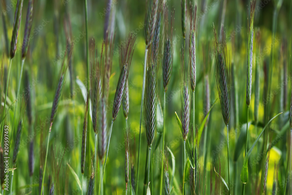 field of wheat in the ripening period, the agricultural sector field of wheat in the ripening period, the agricultural sector