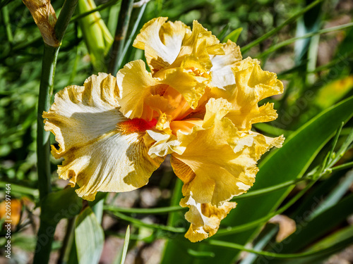 Fototapeta Naklejka Na Ścianę i Meble -  Iris