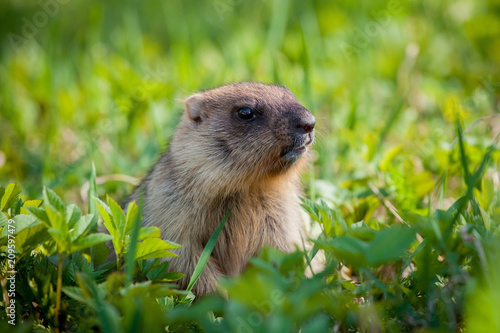 The bobak marmot cub on grass © Farinoza