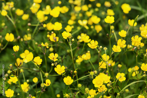 yellow and small flowers on the field