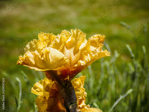 Fototapeta Naklejka Na Ścianę i Meble -  Iris