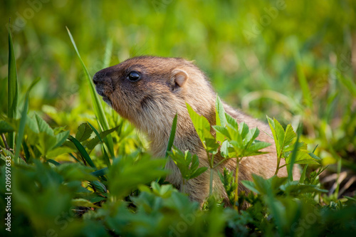 The bobak marmot cub on grass © Farinoza