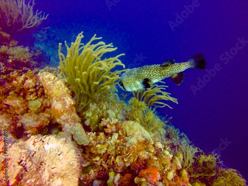 Coral Reef