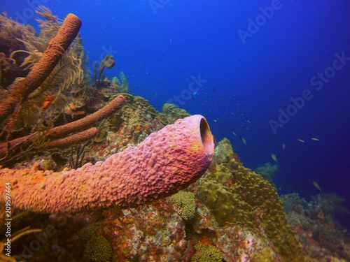Coral  Reef