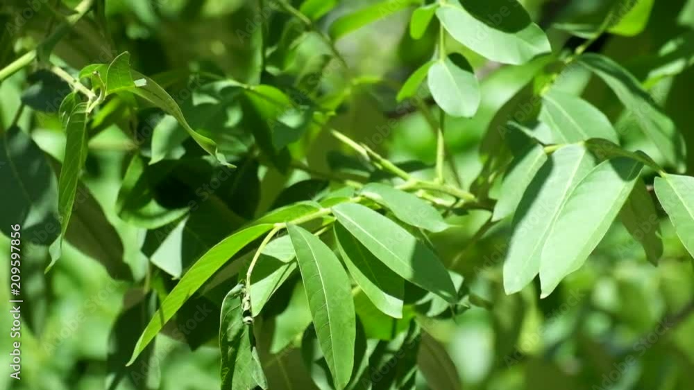 Walnut leaves rustle in the wind (Juglans regia) Walnut leaves rustle in the wind (Juglans regia)