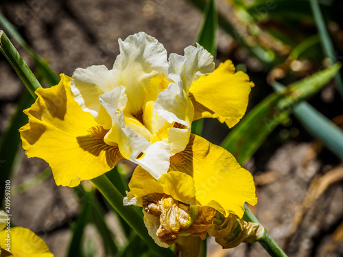 Fototapeta Naklejka Na Ścianę i Meble -  Iris