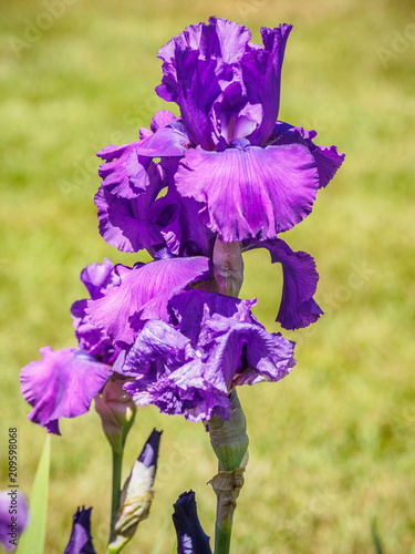 Fototapeta Naklejka Na Ścianę i Meble -  Iris