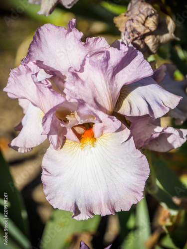 Fototapeta Naklejka Na Ścianę i Meble -  Iris
