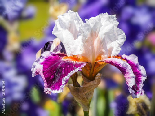 Fototapeta Naklejka Na Ścianę i Meble -  Iris