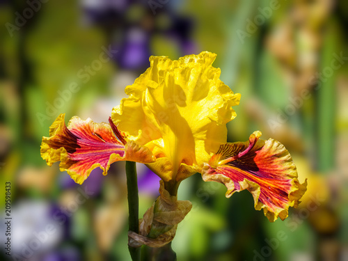 Fototapeta Naklejka Na Ścianę i Meble -  Iris