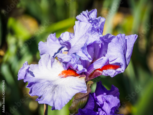 Fototapeta Naklejka Na Ścianę i Meble -  Iris