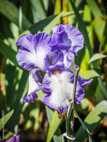 Fototapeta Naklejka Na Ścianę i Meble -  Iris