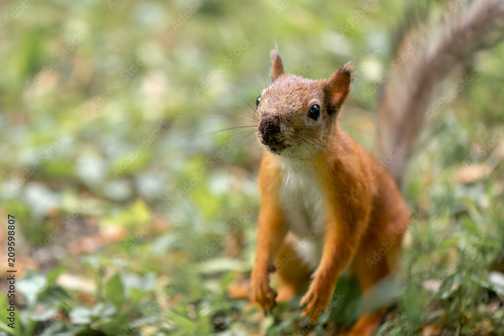 Red squirrel with dirty nose is working in the earth