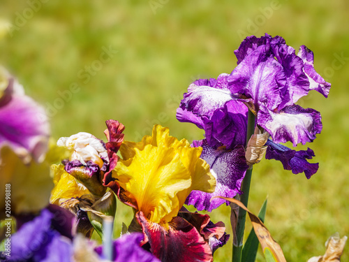 Fototapeta Naklejka Na Ścianę i Meble -  Iris