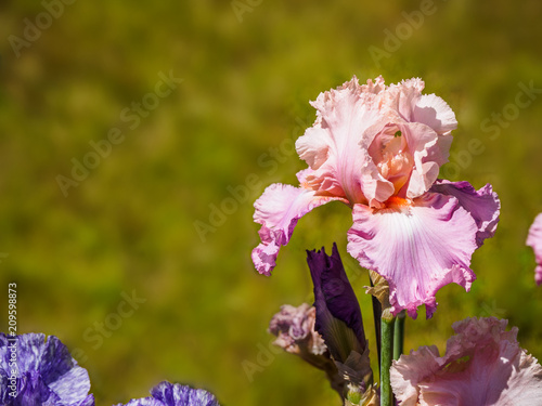Fototapeta Naklejka Na Ścianę i Meble -  Iris
