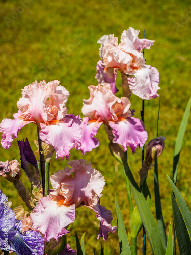 Fototapeta Naklejka Na Ścianę i Meble -  Iris