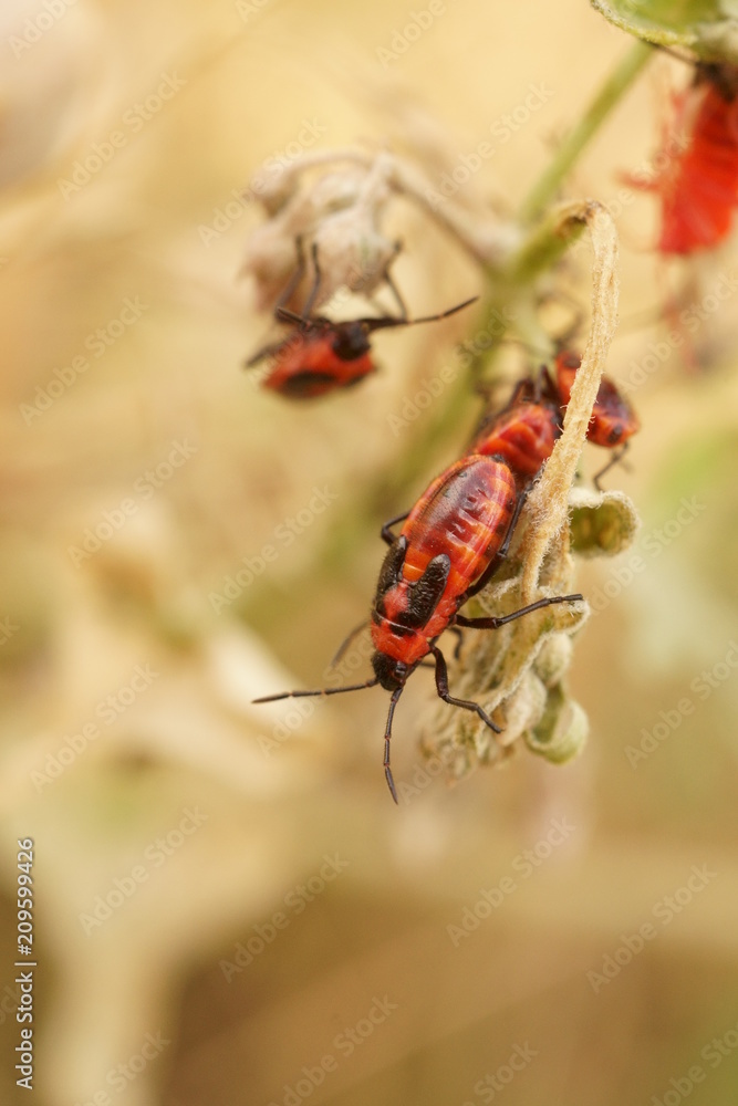 Fototapeta premium pretty company of orange beetles on a field flower