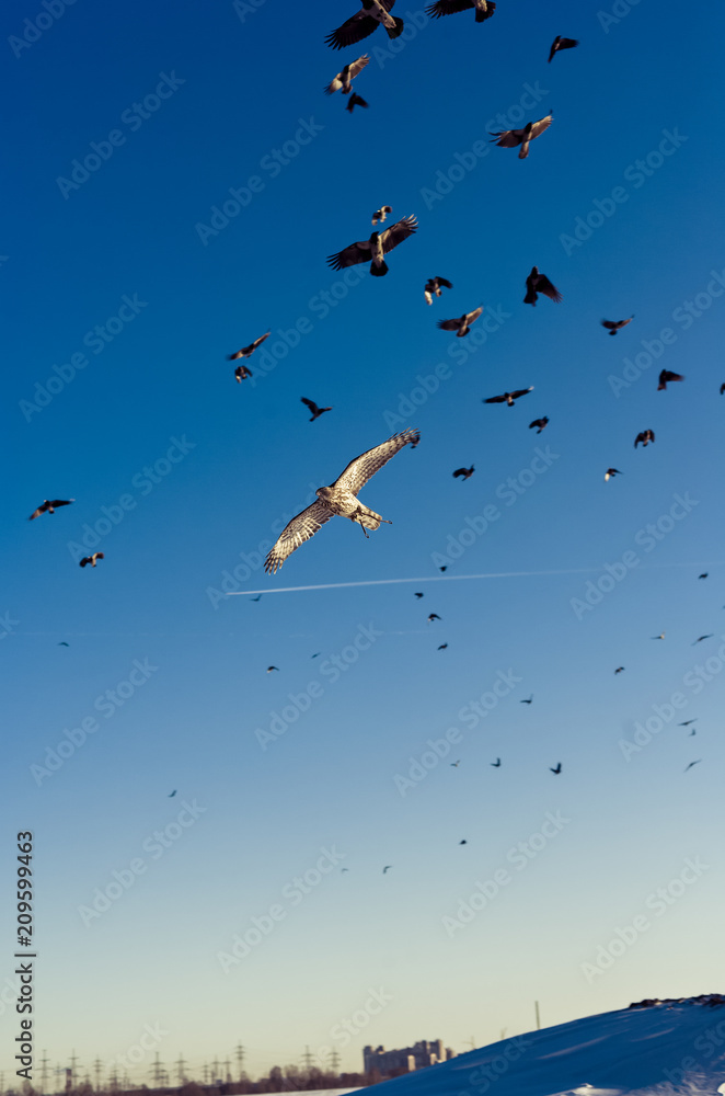 Huge crows flock persecution a Northern Goshawk Huge crows flock persecution a Northern Goshawk