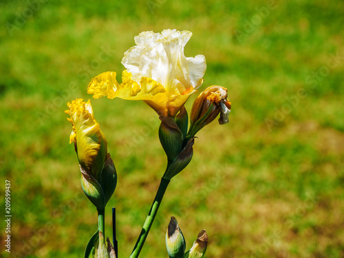 Fototapeta Naklejka Na Ścianę i Meble -  Iris