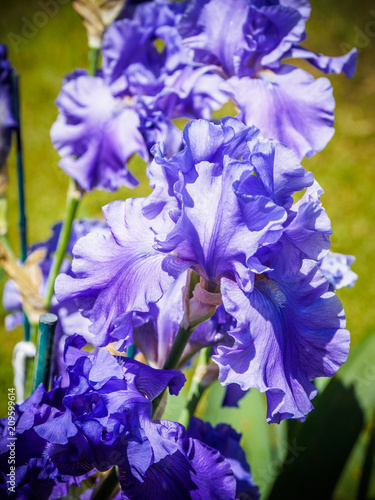 Fototapeta Naklejka Na Ścianę i Meble -  Iris