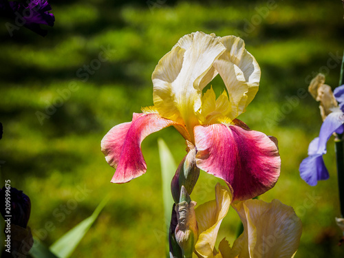 Fototapeta Naklejka Na Ścianę i Meble -  Iris
