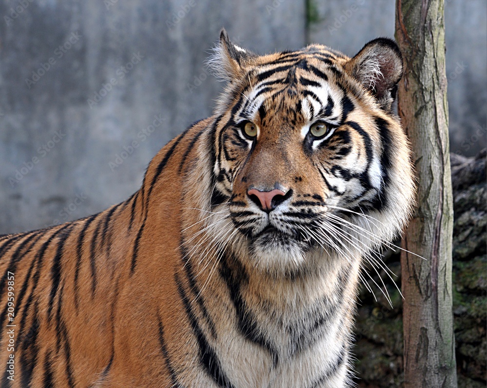 Naklejka premium widok szczegółów, tygrysy zwierzęce