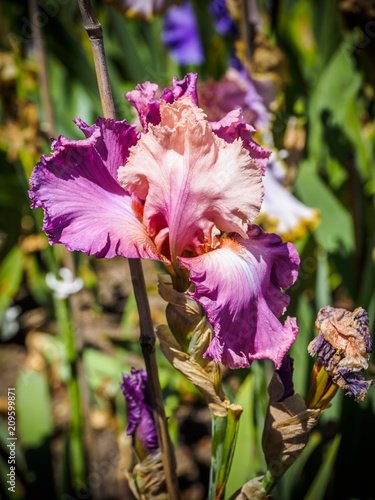 Fototapeta Naklejka Na Ścianę i Meble -  Iris