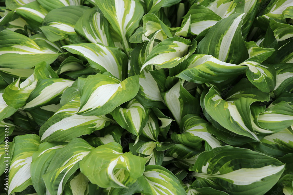 Green leafy plant Green leafy plant