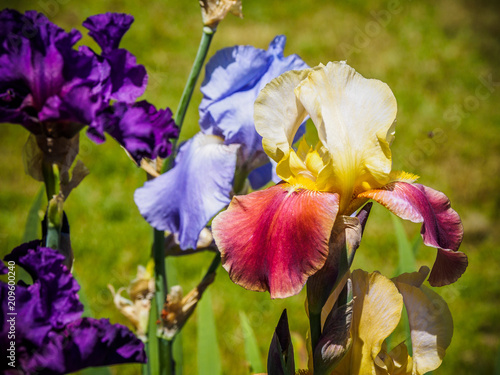 Fototapeta Naklejka Na Ścianę i Meble -  Iris
