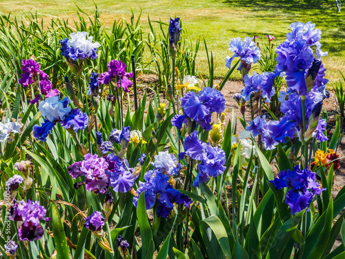 Fototapeta Naklejka Na Ścianę i Meble -  Iris