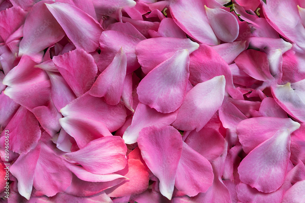 Fototapeta rose petals background