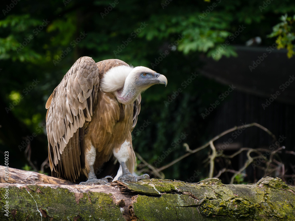 Fototapeta premium Close view of a vulture from the side