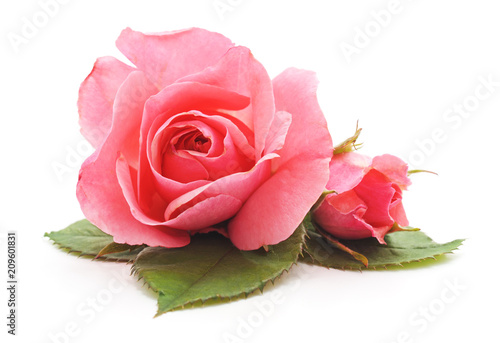 Pink roses with leaves.