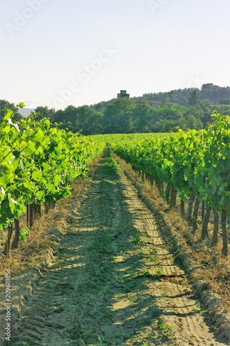 фотографія Horizon vigne