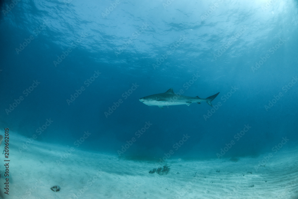 Fototapeta premium Tiger shark
