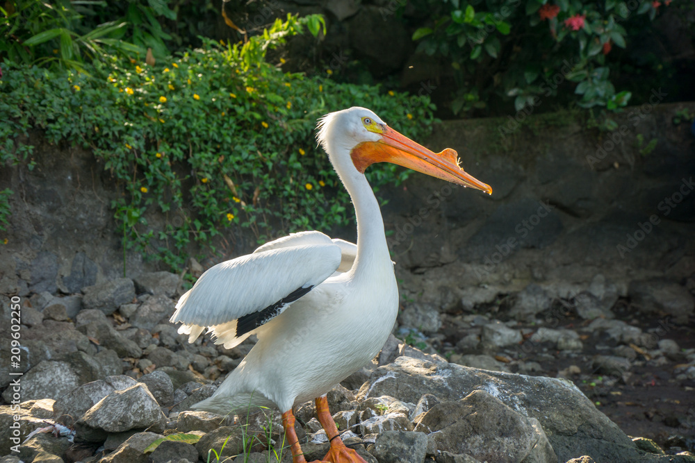 Pelican sitting on a rock on the iseletas in Granada, Nicaragua. Pelican sitting on a rock on the iseletas in Granada, Nicaragua.
