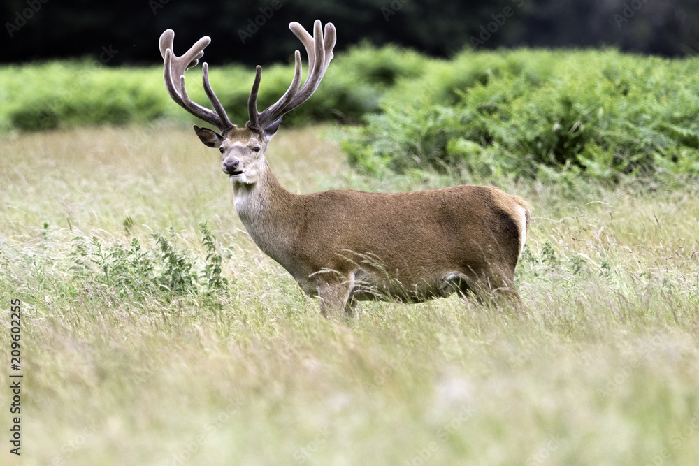 Wild male deer in London, United Kingdom Wild male deer in London, United Kingdom