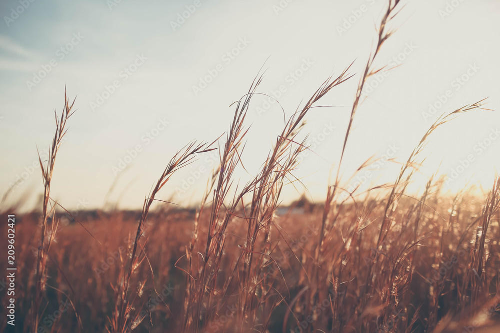 Obraz premium Wheat