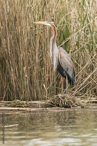 Ave Garza imperial  (Ardea purpurea)​ camuflada en el encañizado de una laguna. photo