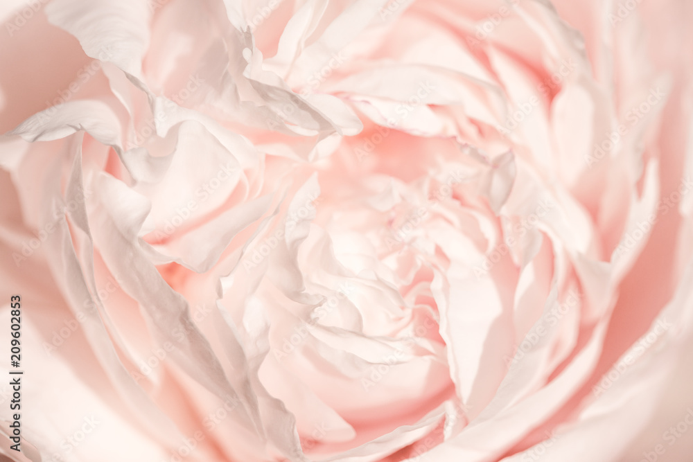 Unfocused blur pink English rose petals, abstract romance background, pastel and soft flower card Unfocused blur pink English rose petals, abstract romance background, pastel and soft flower card
