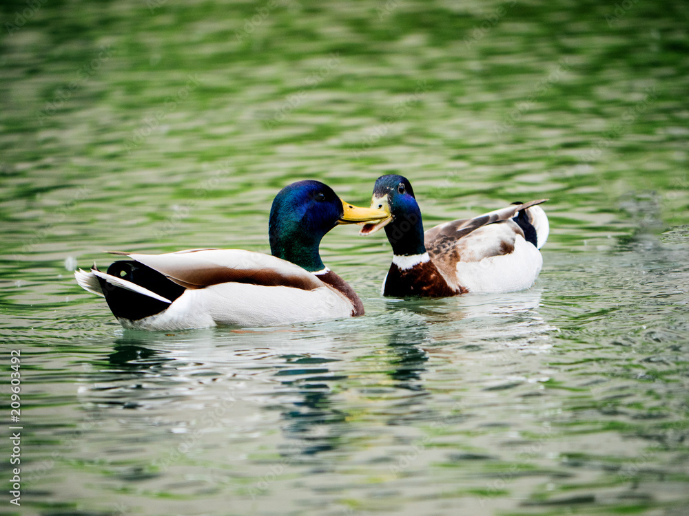 Couple of male mallard ducks on water river lake communicating Couple of male mallard ducks on water river lake communicating