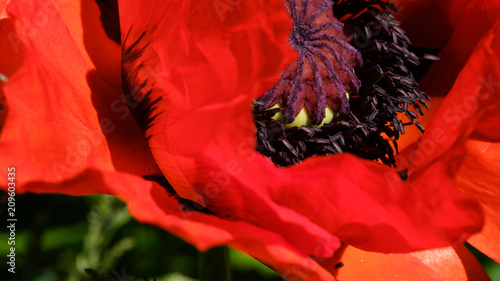 Fototapeta Naklejka Na Ścianę i Meble -  poppy blooming red macro background