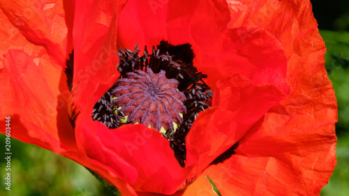 Fototapeta Naklejka Na Ścianę i Meble -  poppy blooming red macro background