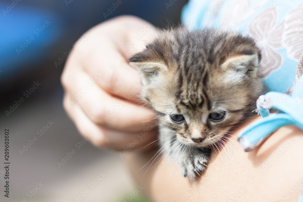 A very small kitten of dark color with open eyes in the hands of a woman. A very small kitten of dark color with open eyes in the hands of a woman.